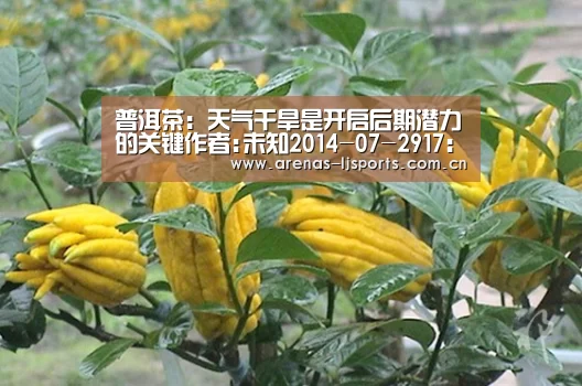 普洱茶：天气干旱是开启后期潜力的关键作者